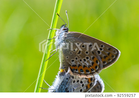 Plebejus argus or small snout butterfly, is a species of butterfly of the Lycaenidae family Plebejus argus or small snout butterfly, is a species of butterfly of the Lycaenidae family 92559257