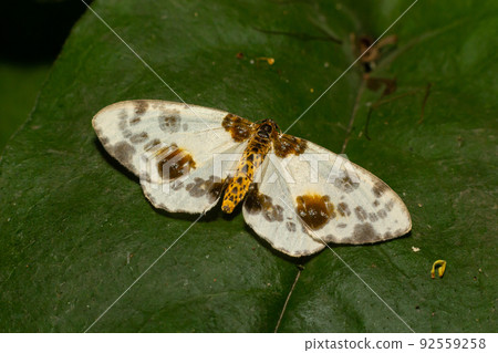 Spotted butterfly abraxas sylvata broadly spread its wings with brown spots Spotted butterfly abraxas sylvata broadly spread its wings with brown spots 92559258