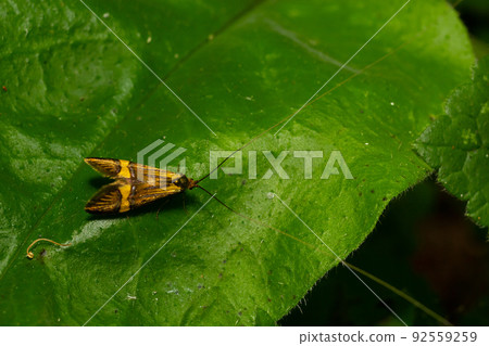 Close-up image of a long-legged butterfly, Nemophora degeerella. Green leaf Close-up image of a long-legged butterfly, Nemophora degeerella. Green leaf 92559259