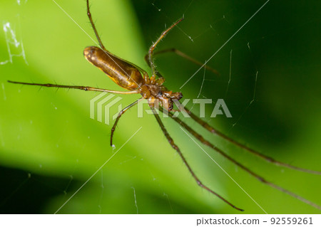 Tetragnatha montana on the termuric on a leaf on a summers day Tetragnatha montana on the termuric on a leaf on a summers day 92559261