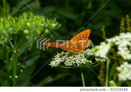 Glanville Fritillary, Melitaea cinxia, butterfly and spring wildflowers Glanville Fritillary, Melitaea cinxia, butterfly and spring wildflowers 92559266