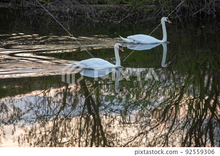 Whooper swan - Cygnus olor in the water on a dark background. River, summer evening 92559306