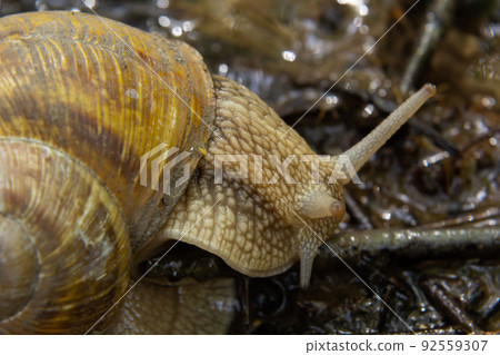 Burgundy snail, Helix, Roman snail, edible snail, escargot, on the surface of old stump with moss in a natural environment. Green moss and mold growing on the old tree trunk. 92559307