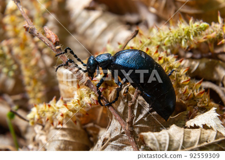 Violet oil beetle, Meloe violaceus feeding on grass, macro photo 92559309