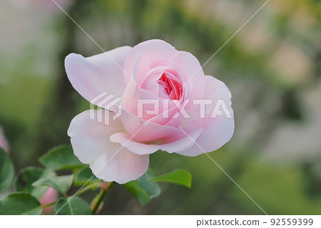 Image of autumn roses Image of autumn roses 92559399
