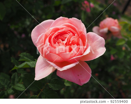Image of autumn roses Image of autumn roses 92559400