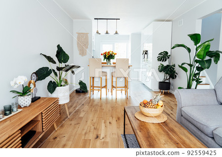Stylish scandinavian interior of open space living room with white kitchen. Modern furniture, wooden parquet floor and many green plants. Home interior design. Cozy home decor. Biophilia style 92559425