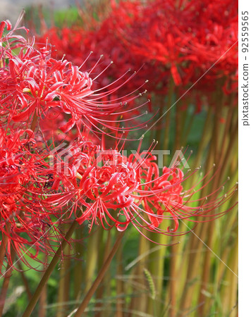 Cluster amaryllis (Licoris) 92559565