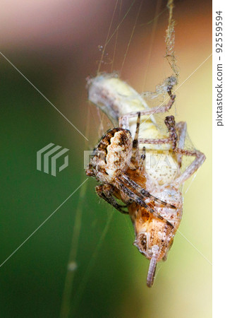 The spider has caught a locust grasshopper and is wrapping its web around it. 92559594