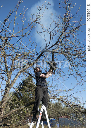 Man pruning or sawing apple tree using chainsaw. farmer sowing the dry branches of apple trees  92559648