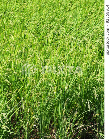 Agricultural image (rice farming) 92559914