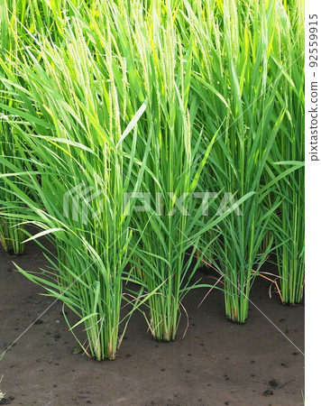 Agricultural image (rice farming) 92559915