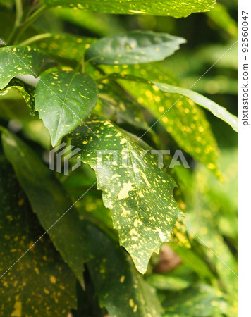 Aoki (Filiaoki natural texture) Aoki (Filiaoki natural texture) 92560047