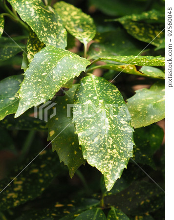 青木(Filiaoki 自然紋理) 青木(Filiaoki 自然紋理) 92560048