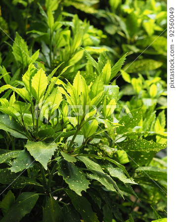 青木（Filiaoki 自然紋理） 92560049