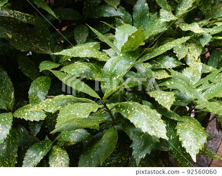 Aoki (Filiaoki natural texture) 92560060