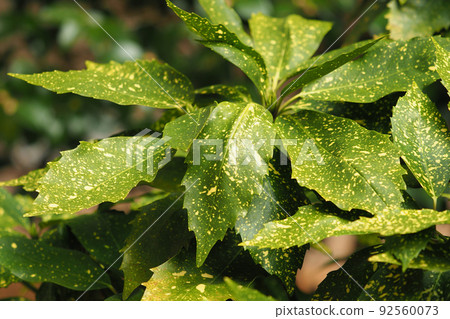 Aoki (Filiaoki natural texture) Aoki (Filiaoki natural texture) 92560073