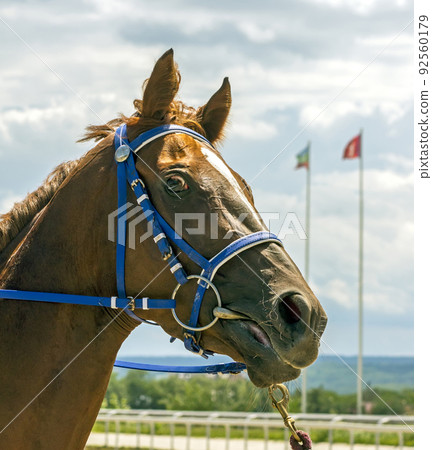 Portrait of beautiful brown horse Portrait of beautiful brown horse 92560179