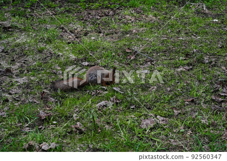 A gray squirrel is digging in the ground looking for food. A fluffy wild rodent with a long tail ducks its muzzle into the grass and fallen leaves. 92560347
