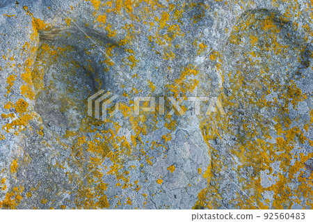 lichen presumably on quartzite sandstone surface under direct sunlight - full-frame texture and background lichen presumably on quartzite sandstone surface under direct sunlight - full-frame texture and background 92560483