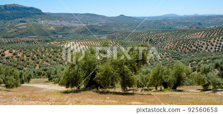 olive grove in Rute, Spain, web banner format 92560658