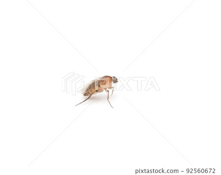 Close-up photo of indoor insect pest Kobae 92560672