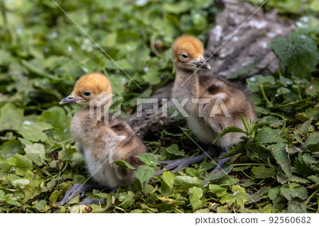 Beautiful yellow fluffy Demoiselle Crane baby gosling, Anthropoides virgo in a bright green meadow 92560682