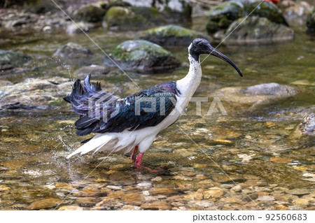 Straw-necked Ibis, Threskiornis spinicollis in the zoo Straw-necked Ibis, Threskiornis spinicollis in the zoo 92560683
