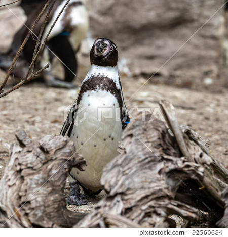 Humboldt Penguin, Spheniscus humboldti in a park 92560684