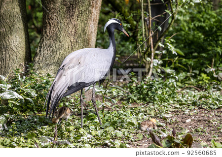 Family of Demoiselle Crane, Anthropoides virgo are living in the bright green meadow during the day time Family of Demoiselle Crane, Anthropoides virgo are living in the bright green meadow during the day time 92560685