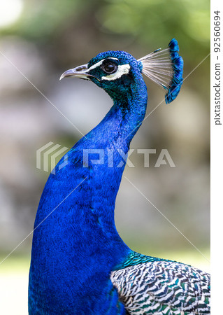 Indian Peacock or Blue Peacock, Pavo cristatus 92560694