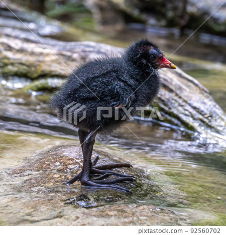 Little Common moorhen baby, Gallinula chloropus also known as the waterhen Little Common moorhen baby, Gallinula chloropus also known as the waterhen 92560702
