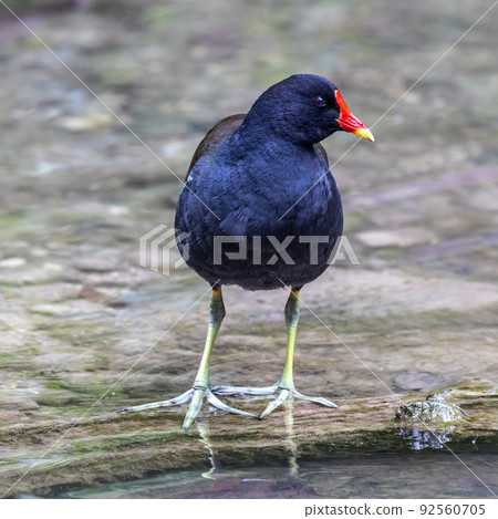 Common moorhen Gallinula chloropus also known as the waterhen or swamp chicken 92560705