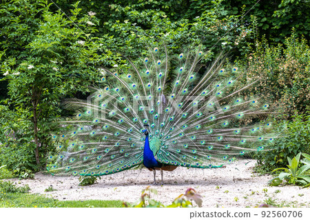 Indian Peacock or Blue Peacock, Pavo cristatus 92560706