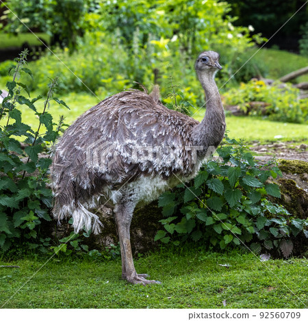 Darwin's rhea, Rhea pennata also known as the lesser rhea. 92560709