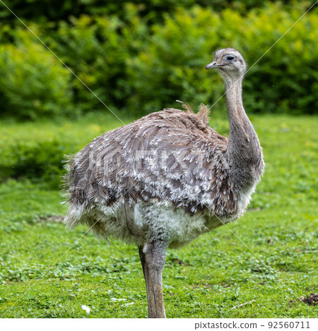 Darwin's rhea, Rhea pennata also known as the lesser rhea. 92560711