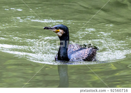 The great cormorant, Phalacrocorax carbo swimming on a lake The great cormorant, Phalacrocorax carbo swimming on a lake 92560716