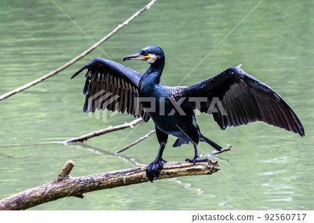 The great cormorant, Phalacrocorax carbo sitting on a branch The great cormorant, Phalacrocorax carbo sitting on a branch 92560717