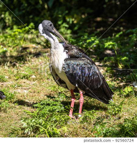 Straw-necked Ibis, Threskiornis spinicollis in the zoo Straw-necked Ibis, Threskiornis spinicollis in the zoo 92560724
