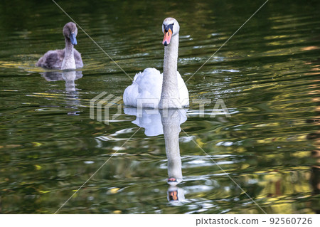 Mute swan, Cygnus olor swimming on a lake in Munich, Germany 92560726