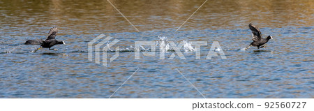 Eurasian coot, Fulica atra chasing each other by running across the water 92560727