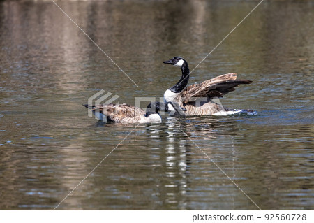 The Canada Goose, Branta canadensis at a Lake near Munich in Germany 92560728