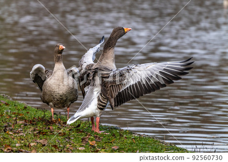 The greylag goose, Anser anser is a species of large goose 92560730