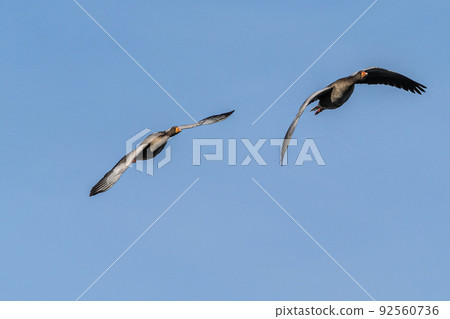 The flying greylag goose, Anser anser is a species of large goose 92560736