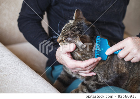 a man combs the fur of his pet gray cat with brush a man combs the fur of his pet gray cat with brush 92560915