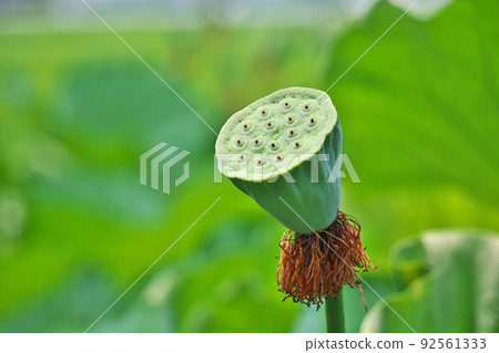 Green hassle tentacles (summer, July) 92561333