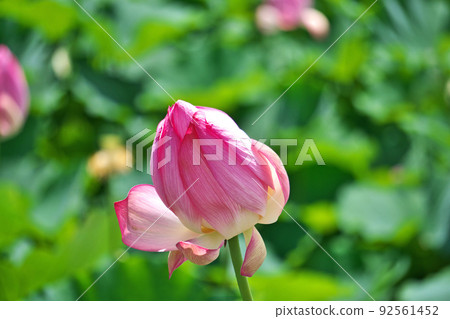 Hass flower fanned by strong winds (summer, July) Hass flower fanned by strong winds (summer, July) 92561452