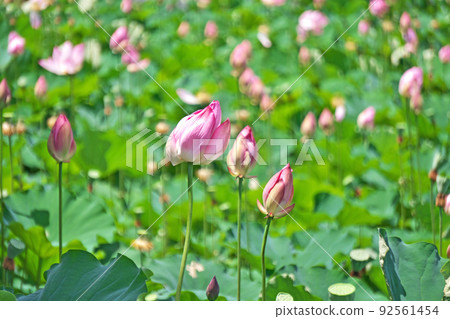 Hass flower fanned by strong winds (summer, July) 92561454