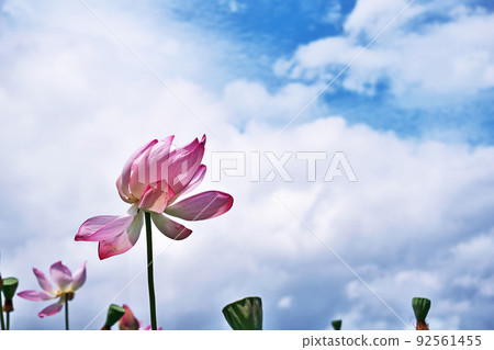 Hass flower fanned by strong winds (summer, July) Hass flower fanned by strong winds (summer, July) 92561455