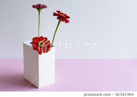Red tsinia flower in a white box on a pink background Red tsinia flower in a white box on a pink background 92561464
